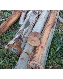 Wooden Log eucalyptus lumber and timber and Timber logs Cheap Price from Fresh Cut Available For Wholesale